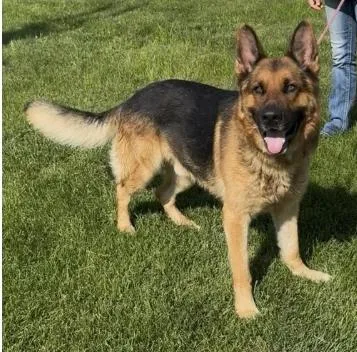 An adult large-sized male Tricolor (Brown, Black, & White) German Shepherd Dog dog named Chief for adoption in Chillicothe, MO
