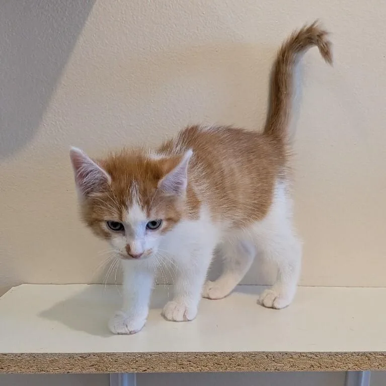 A baby medium-sized male Orange & White Domestic Short Hair cat named Cider for adoption in La Crescent, MN