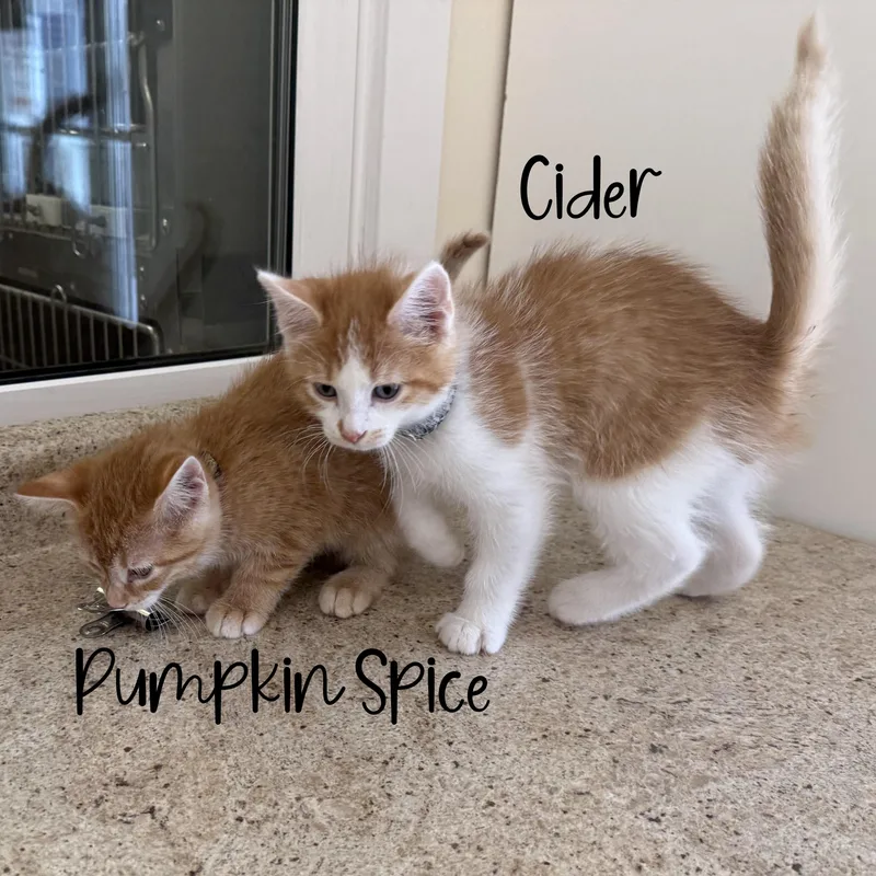 Cider thumbnail 5