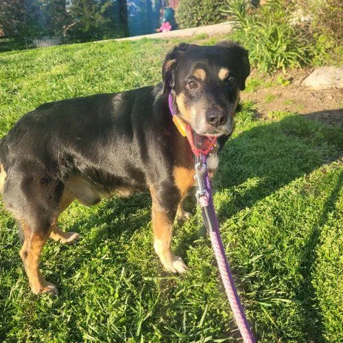 A senior medium-sized male Bicolor Jack Russell Terrier dog named Bradley  D for adoption in Frankfort, KY