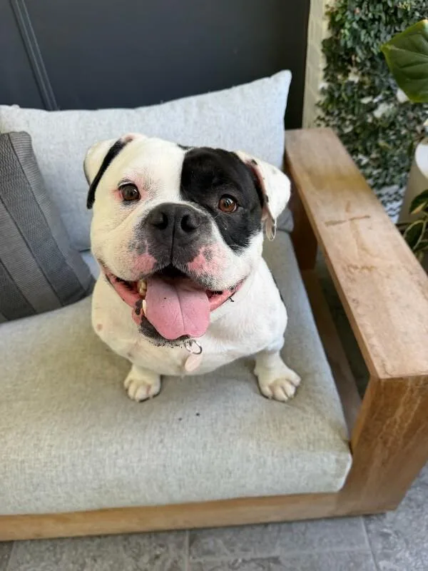 An adult medium-sized male American Bulldog dog named Jimmy Dean for adoption in Manhattan Beach, CA