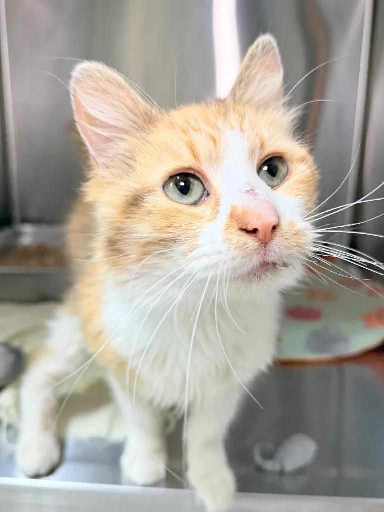 An adult medium-sized female Domestic Short Hair cat named Banana Split for adoption in Menomonie, WI