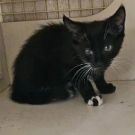 A young medium-sized female Black & White / Tuxedo Domestic Short Hair cat named Lolita for adoption in Charleston, SC