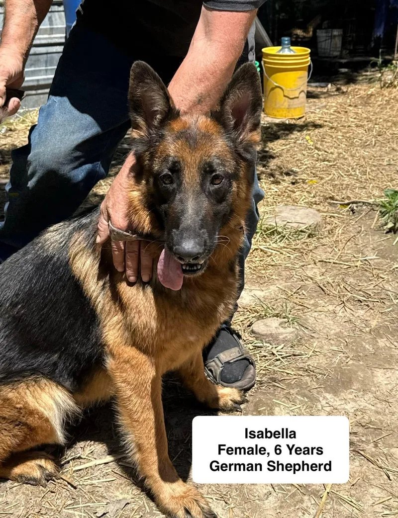 Isabella