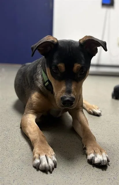 A young medium-sized male Shepherd dog named Ray for adoption in Bakersfield, CA