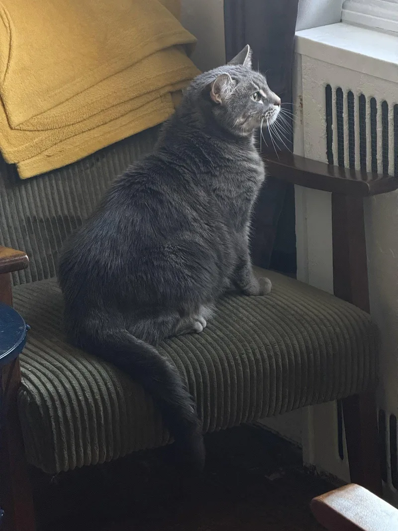 An adult medium-sized female Domestic Short Hair cat named Gerty for adoption in Brooklyn, NY
