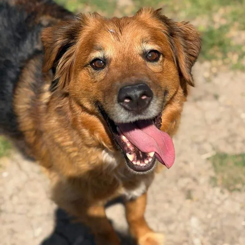 Heidi & Blue thumbnail 2