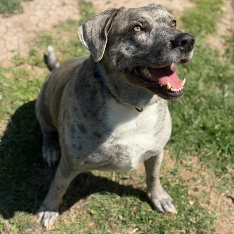 Heidi & Blue thumbnail 3