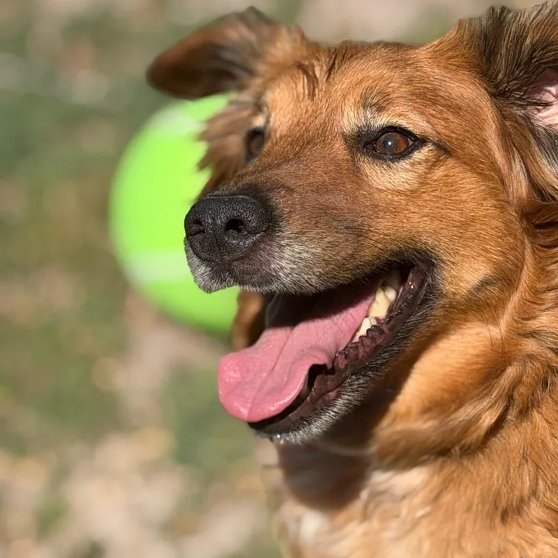 Heidi & Blue thumbnail 4