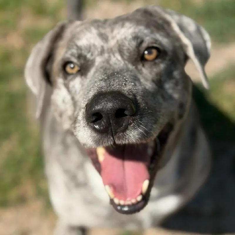 Heidi & Blue thumbnail 5