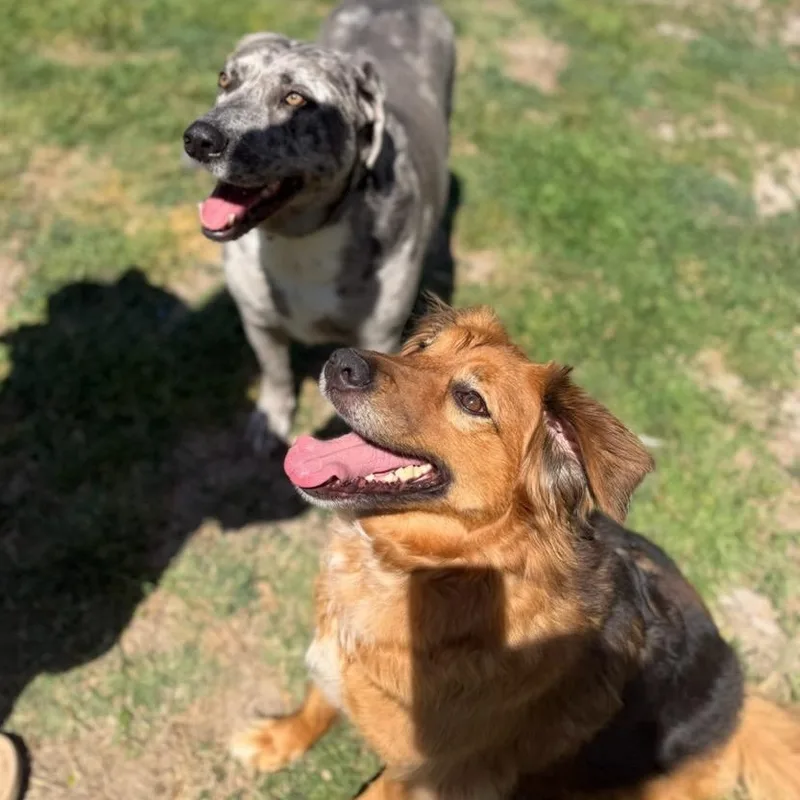 Heidi & Blue thumbnail 6