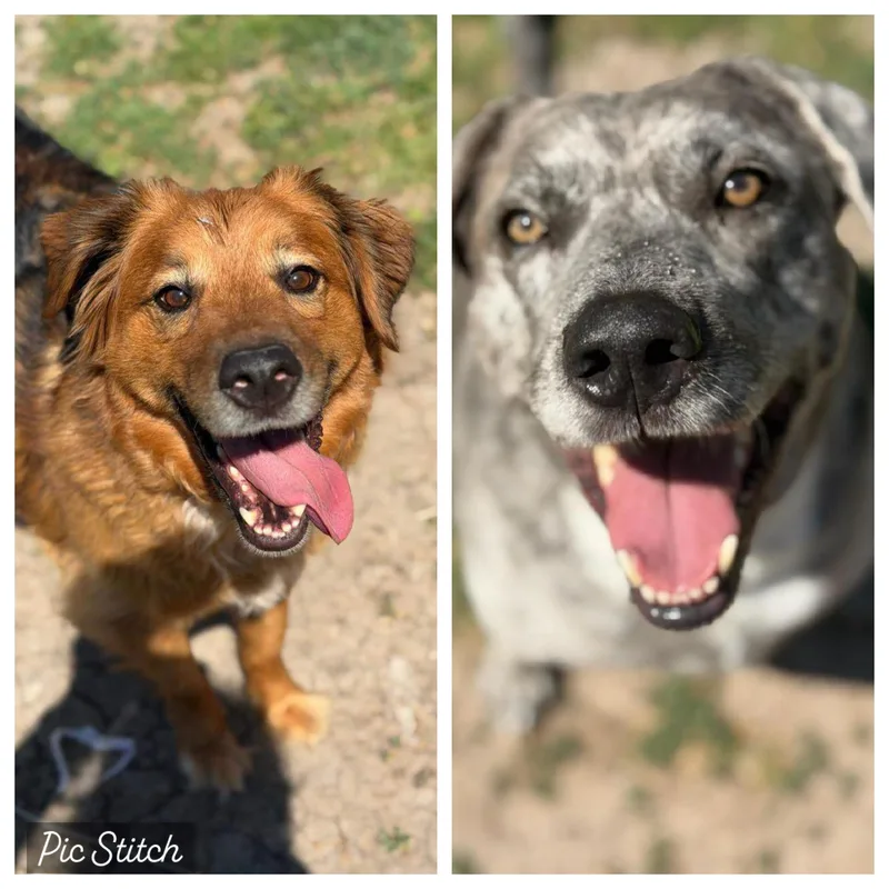 An adult extra large-sized male Catahoula Leopard Dog dog named Heidi & Blue for adoption in Krum, TX