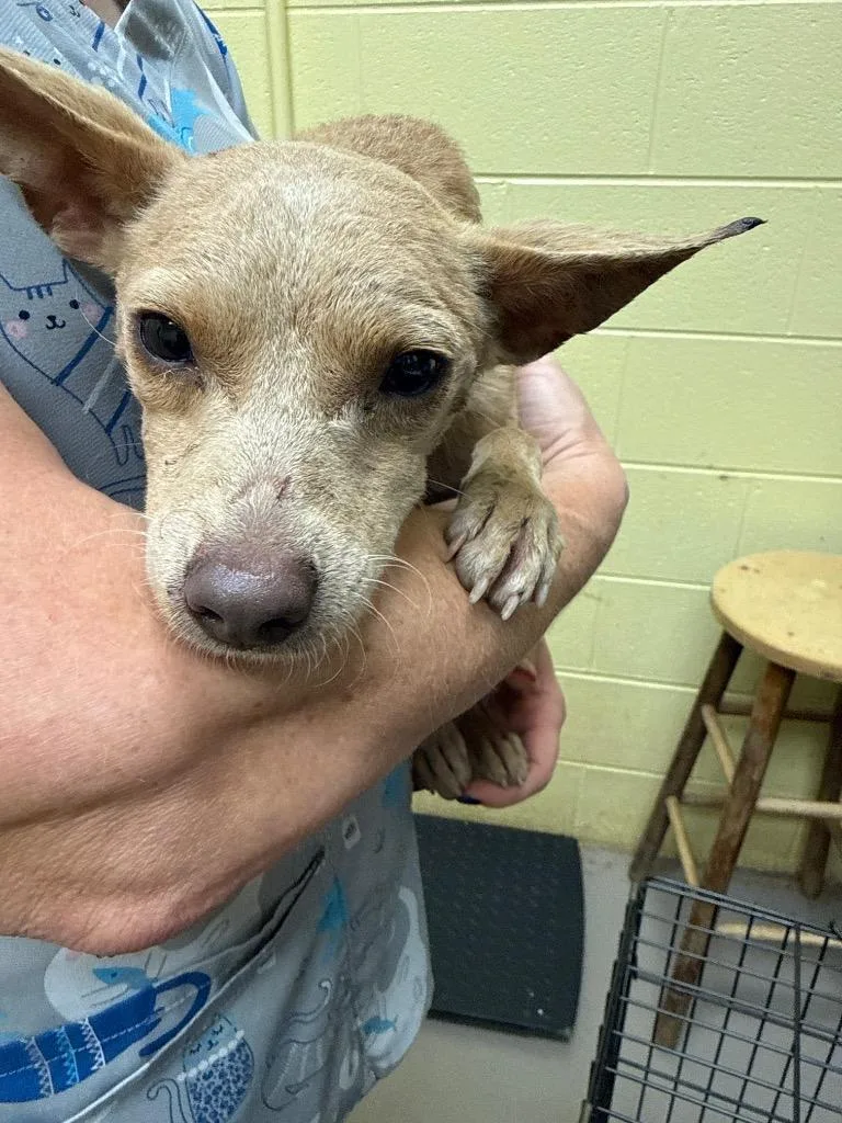 A young small-sized male Chihuahua dog named Hokie for adoption in Crossville, TN
