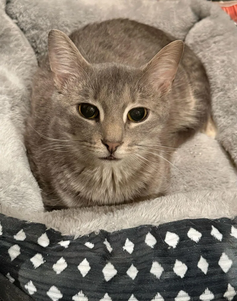 An adult medium-sized female Domestic Short Hair cat named Fluff: Visit At Petsmart for adoption in Rustburg, VA