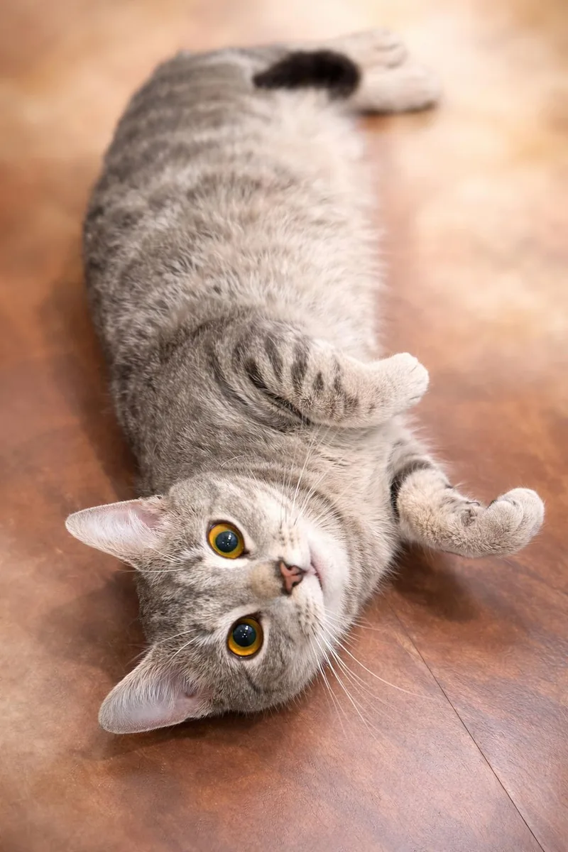 Fluff: Visit At Petsmart thumbnail 2