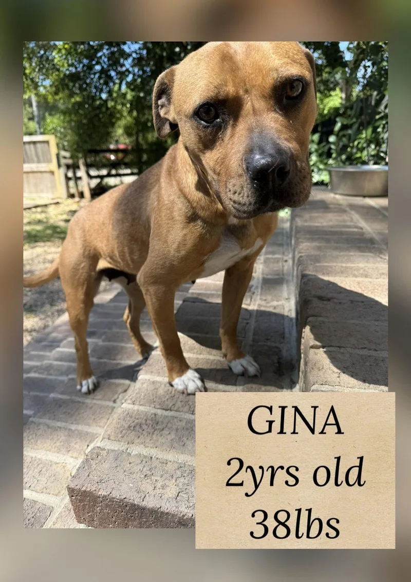An adult medium-sized female Terrier dog named Gina for adoption in Holbrook, NY
