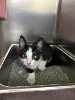 A baby small-sized male Domestic Short Hair cat named Magic for adoption in Scotia, NY