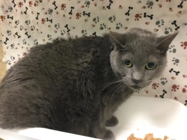 A senior medium-sized male Domestic Short Hair cat named Smokey for adoption in Riverside, CA