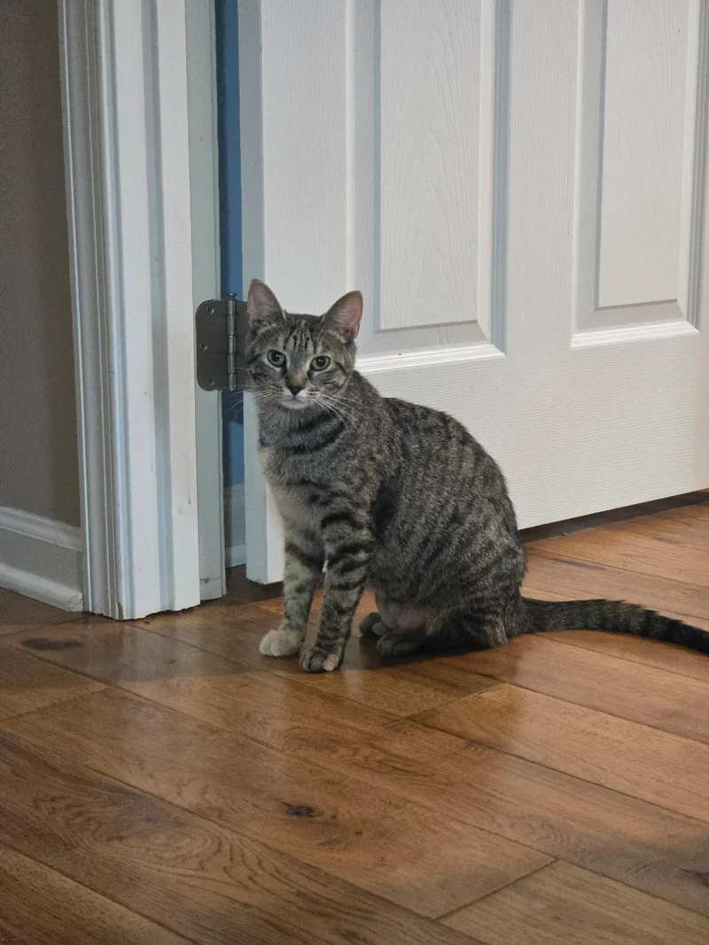 An adult medium-sized female Tabby (Gray / Blue / Silver) Domestic Short Hair cat named Swyoming for adoption in Manchester, MD