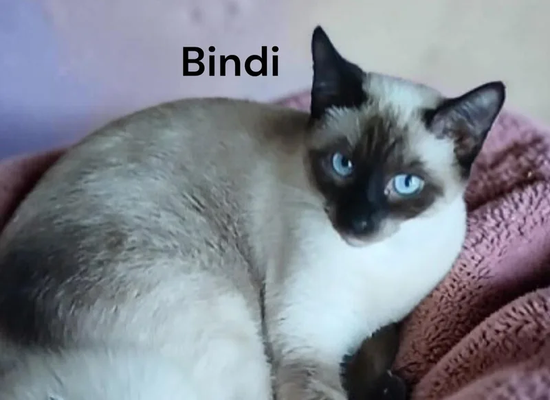 An adult medium-sized female Siamese cat named Bindi for adoption in Weems, VA