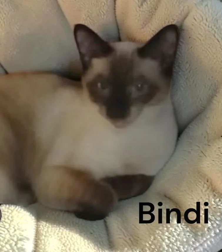 Bindi thumbnail 2