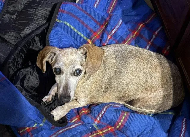 A senior small-sized female Dachshund dog named Ginger for adoption in Austin, TX