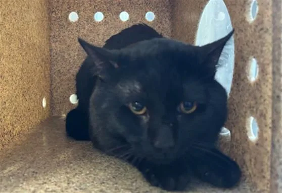 A young medium-sized male Domestic Short Hair cat named Cookie for adoption in Lancaster, CA
