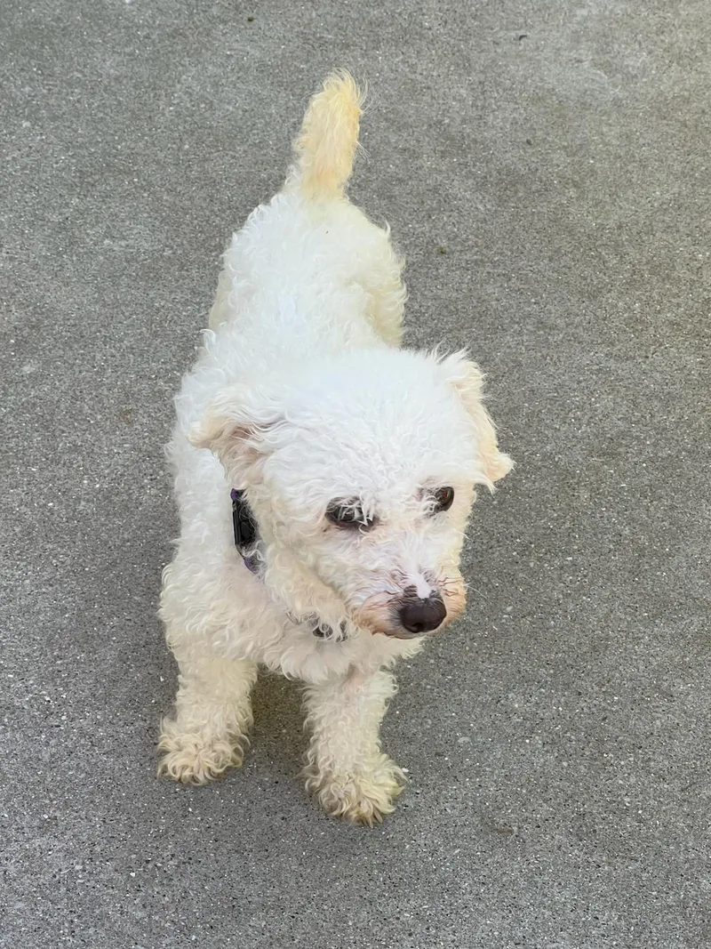 An adult small-sized female Yellow / Tan / Blond / Fawn Bichon Frise dog named Crystal for adoption in Twin lakes, WI