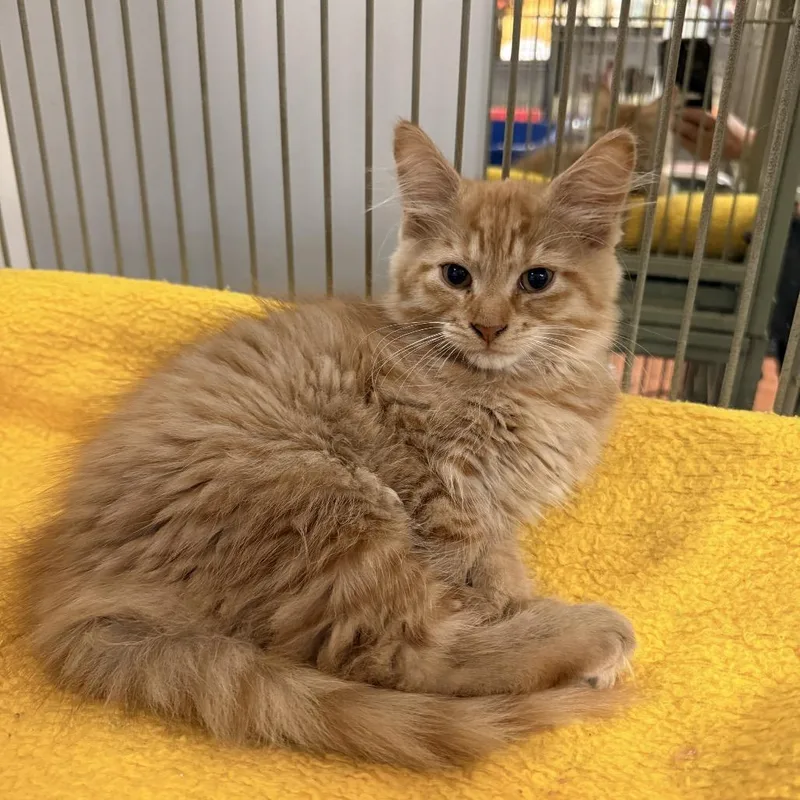 A baby small-sized male Orange / Red Domestic Long Hair cat named Toby for adoption in Wappingers Falls, NY