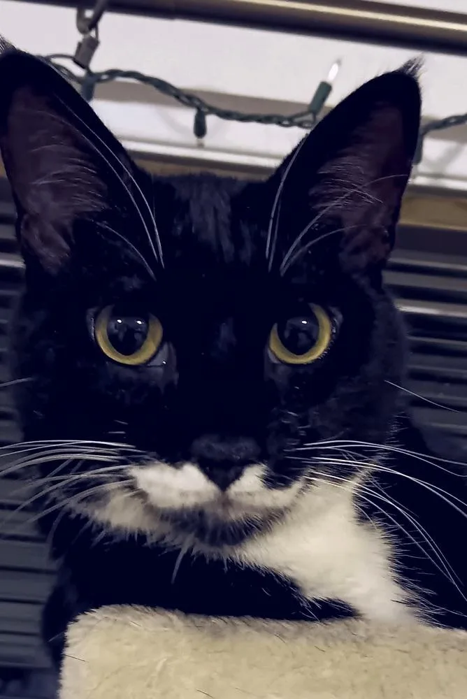 An adult large-sized male Black & White / Tuxedo Domestic Short Hair cat named Sylvester for adoption in Vancouver, WA