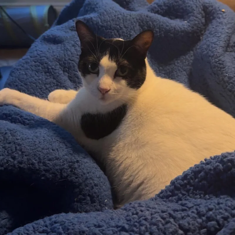 An adult small-sized female White Domestic Short Hair cat named Luna for adoption in Rochester, MN