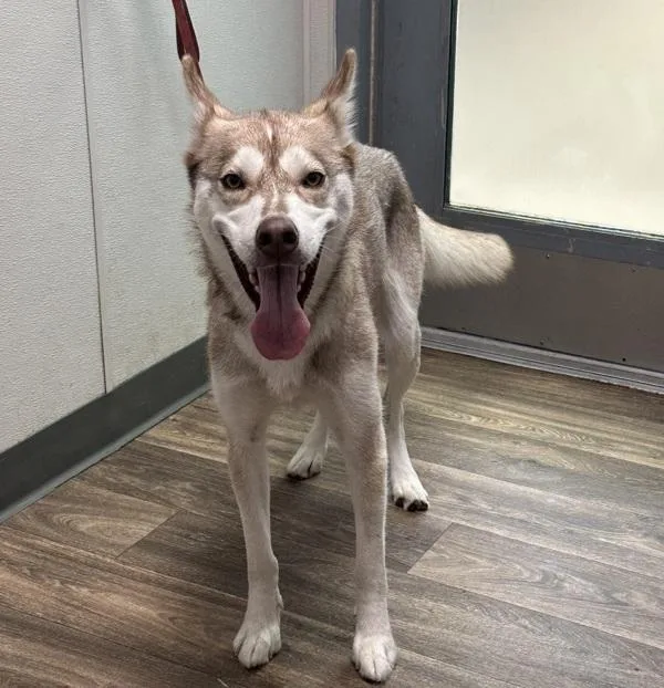 A young large-sized female Siberian Husky dog named Bella Swan for adoption in San Diego, CA