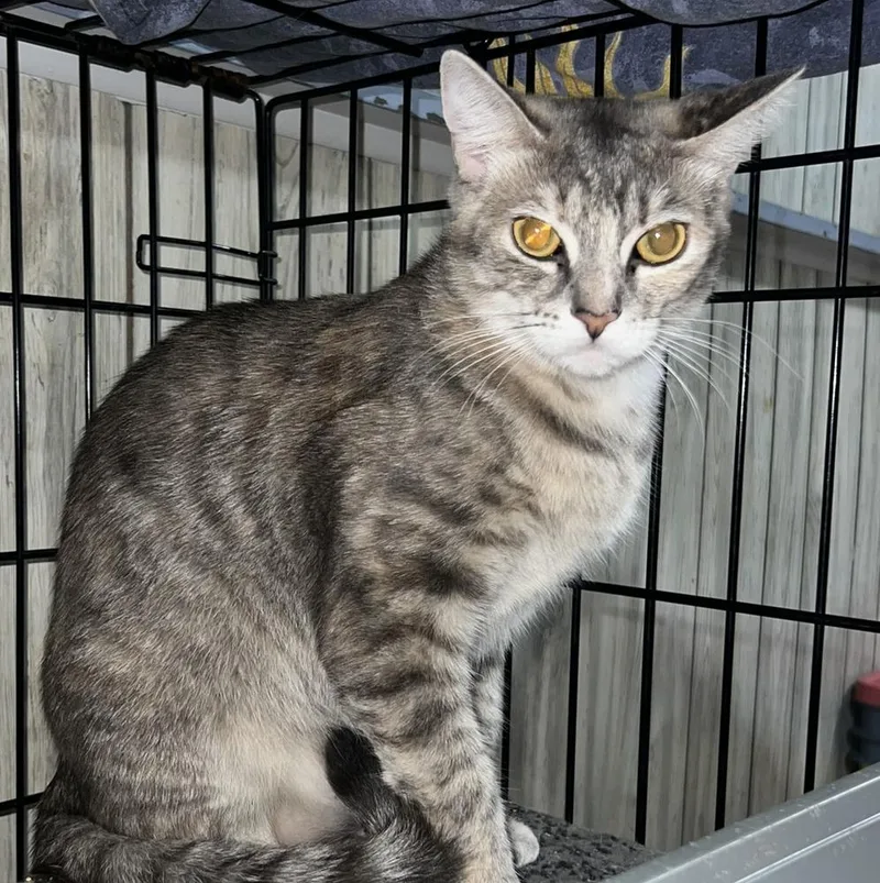 An adult medium-sized male Domestic Short Hair cat named Tilly for adoption in Ronkonkoma, NY
