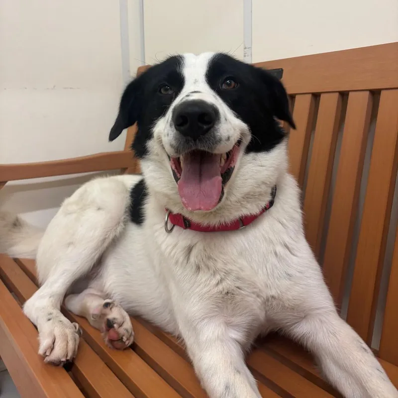 A young large-sized male Black Great Pyrenees dog named Panda for adoption in Milan, IL