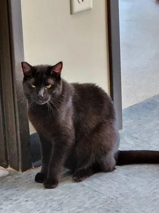 An adult small-sized male Domestic Short Hair cat named Clawless for adoption in Roseville, CA