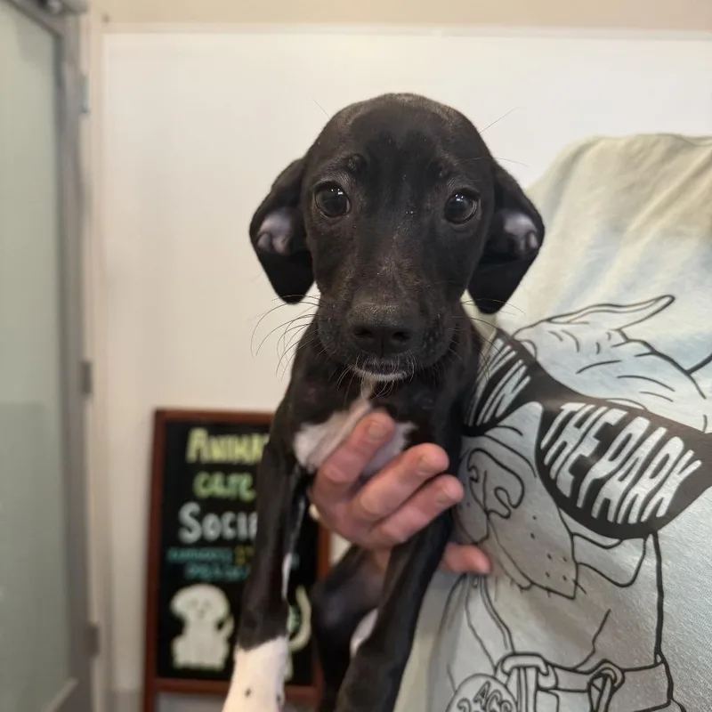 A baby small-sized female Black Terrier dog named Tai Chi for adoption in Louisville, KY
