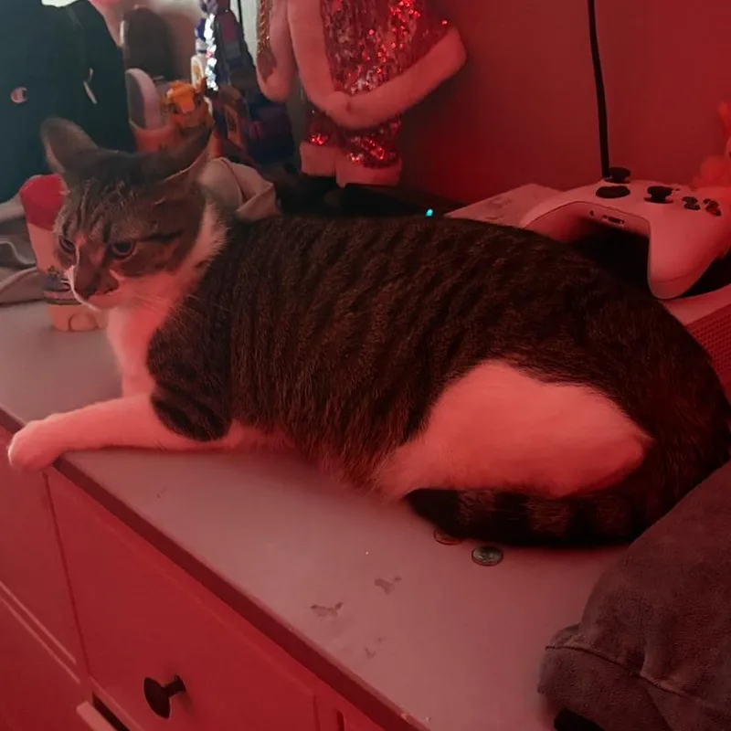 Simba thumbnail 2