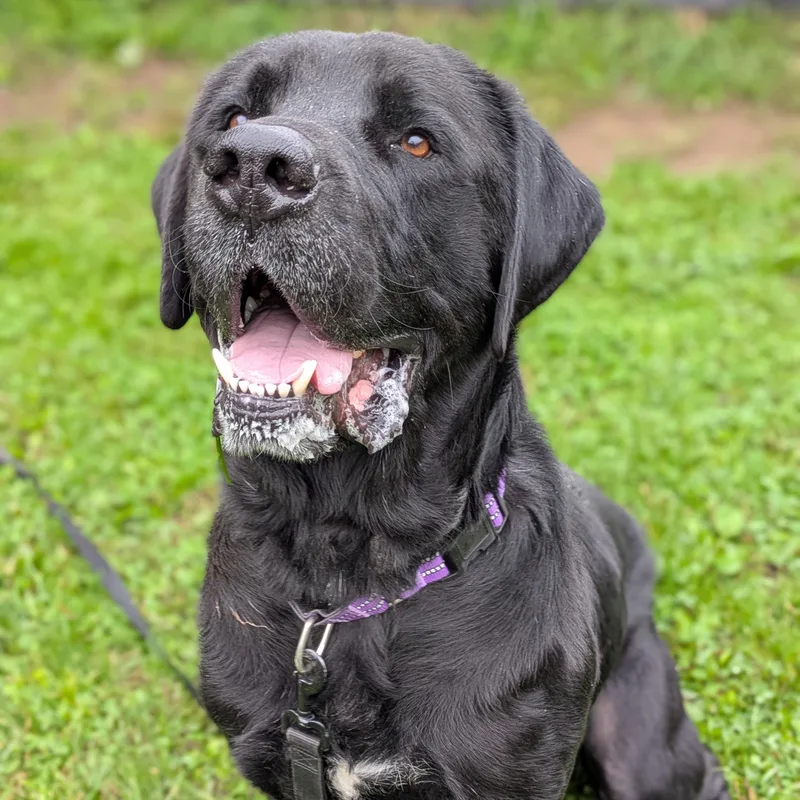An adult large-sized male Mastiff dog named Akela for adoption in Syracuse, NY