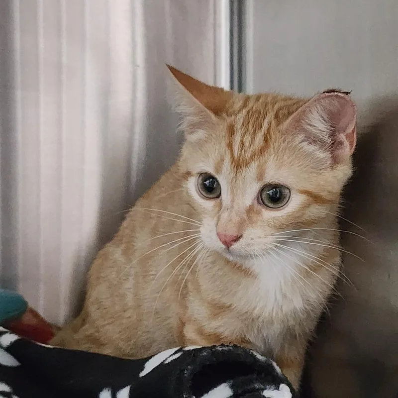 A baby small-sized male Orange / Red Domestic Short Hair cat named Cooper for adoption in Dixon, IL