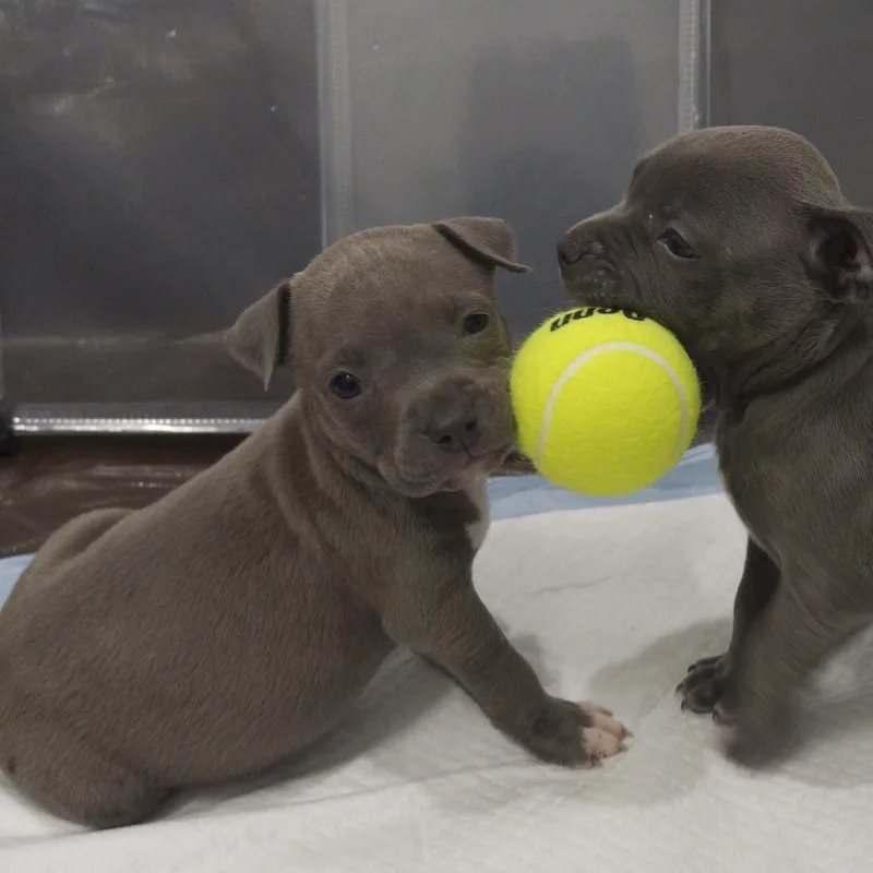 A baby medium-sized male Gray / Blue / Silver Pit Bull Terrier dog named Balenciaga for adoption in Austin, TX