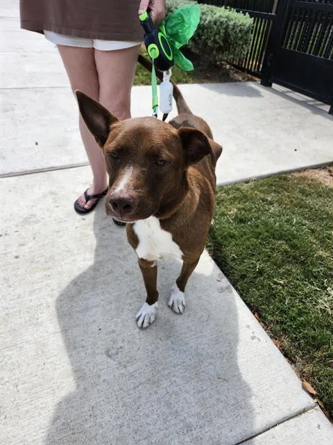 A young small-sized male American Staffordshire Terrier dog named Turkey for adoption in San Antonio, TX
