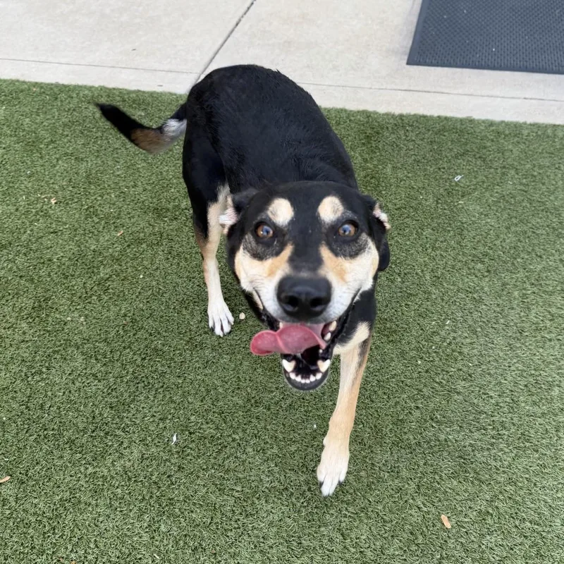 An adult medium-sized female Doberman Pinscher dog named Tater Tot for adoption in Saint Louis, MO