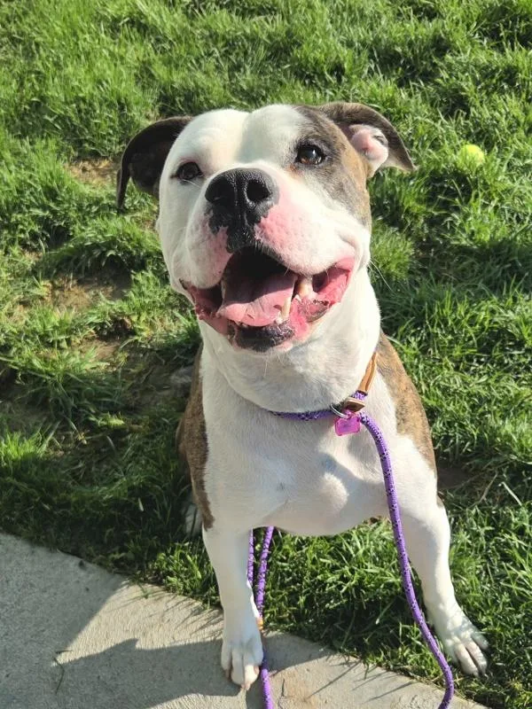An adult large-sized male American Bulldog dog named August for adoption in Pocatello, ID