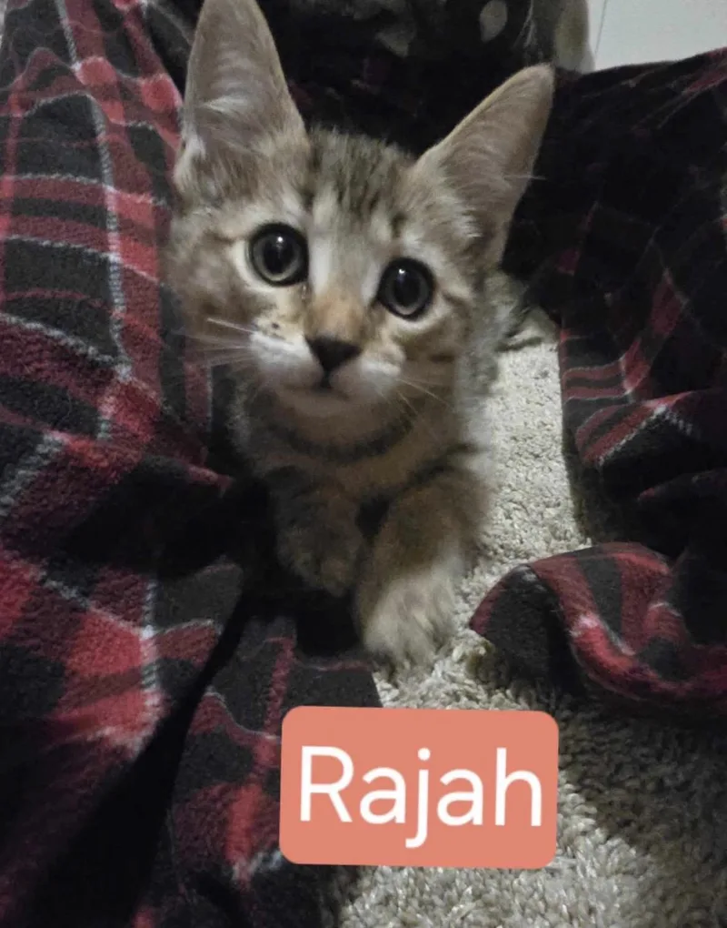 A baby medium-sized female Tabby (Brown / Chocolate) Tabby cat named Rajah for adoption in Huntington Beach, CA
