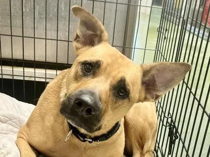 An adult medium-sized female Apricot / Beige Mixed Breed dog named Sparkles for adoption in Georgetown, TX