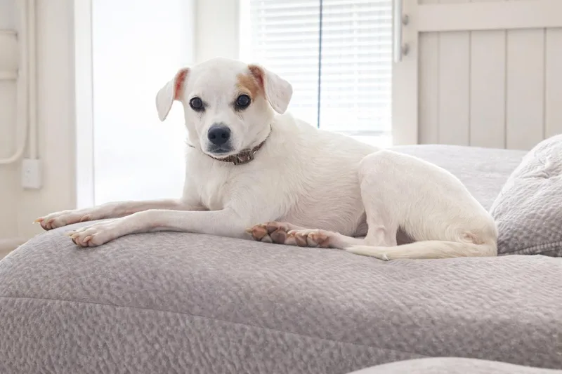 An adult small-sized male Golden Chihuahua dog named Felix for adoption in Brookeville, MD