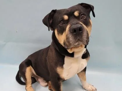 An adult large-sized male Pit Bull Terrier dog named Brody for adoption in Coon Rapids, MN
