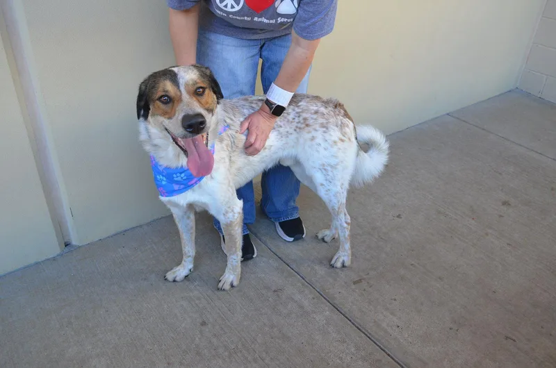 Pollen Ruff thumbnail 3