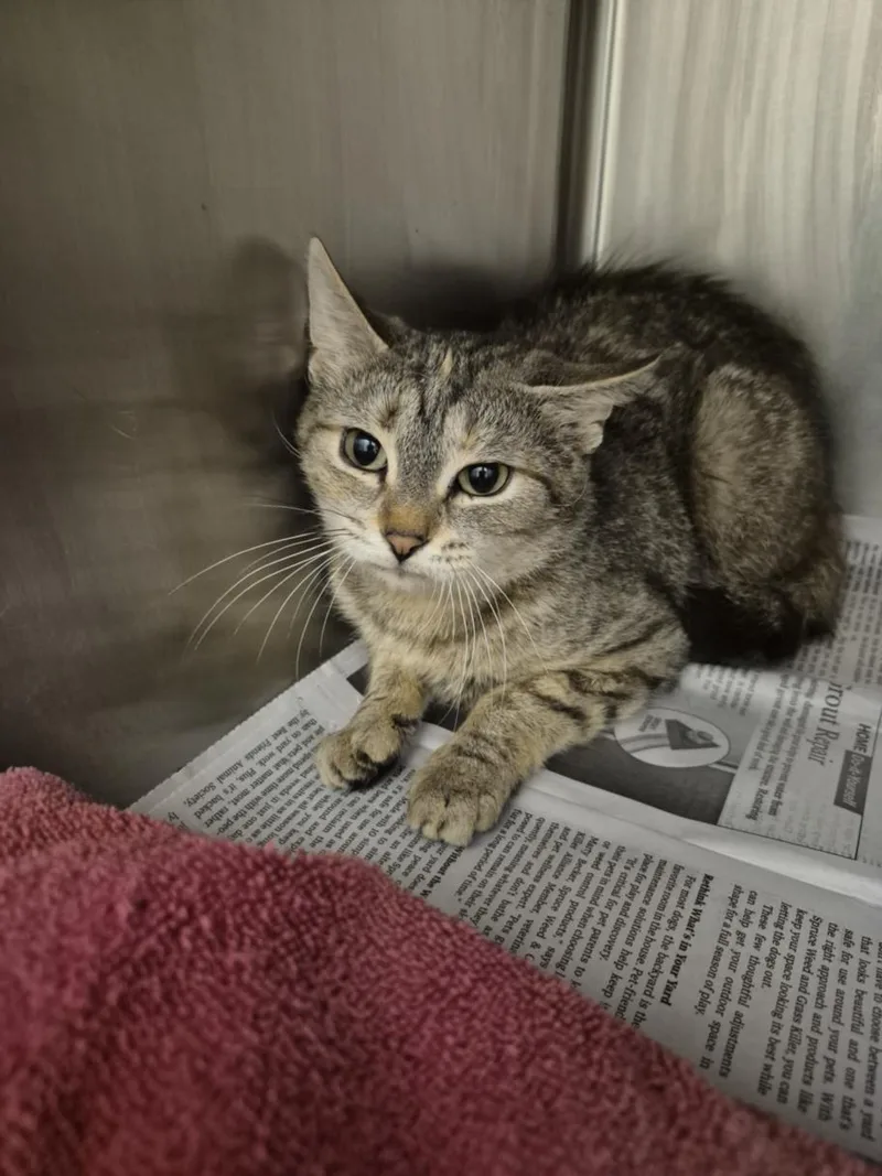 An adult medium-sized female Domestic Short Hair cat named Minerva for adoption in Hagerstown, MD