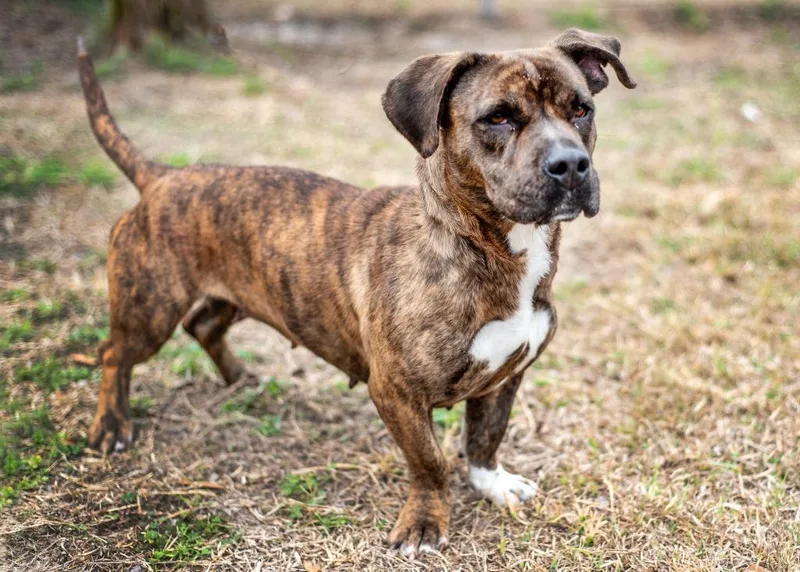 An adult medium-sized female Mixed Breed dog named Chevelle for adoption in Ocala, FL